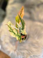 Philodendron  Caramel Marble Var, Ophalen of Verzenden