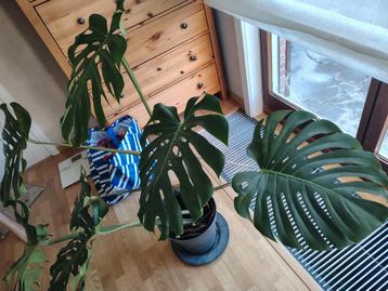 Grote monstera incl pot Elho  beschikbaar voor biedingen