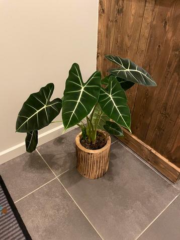 Kamerplant Green Velvet Alocasia 🪴 beschikbaar voor biedingen