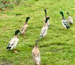 Loopeenden, Dieren en Toebehoren, Pluimvee, Meerdere dieren, Eend