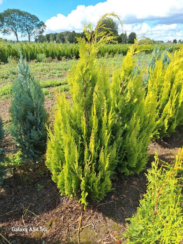 Chamaecyparis Lawsoniana Yvonne, conifeer tot 150 cm, Tuin en Terras, Planten | Struiken en Hagen, Conifeer, Ophalen of Verzenden