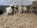 Brebis Walliser Schwarnase à vendre, Mouton, Femelle, 0 à 2 ans
