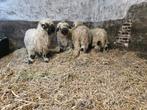 Brebis Walliser Schwarnase à vendre, Mouton, Femelle, 0 à 2 ans