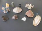 LOT van 10 stuks Koraal, schelp, steen, Verzamelen, Ophalen of Verzenden, Schelp(en)