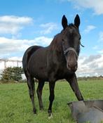 Draagmerrie/wandelpaard/therapie paard/gezelschapspaard, Dieren en Toebehoren, Paarden, Merrie, Gechipt, Zadelmak, 7 tot 10 jaar