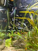 Guppy’s, Dieren en Toebehoren, Vissen | Aquariumvissen