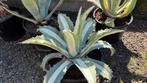 Agave Americana Mediopicta, Ophalen