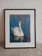 Drukwerk zwaan, Antiek en Kunst, Kunst | Schilderijen | Klassiek, Ophalen
