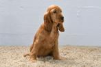 Chiots Cocker anglais à vendre, 15 semaines à 1 an, Étranger, Hépatite contagieuse (maladie de Rubarth), Plusieurs animaux