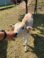 zeboe stier, Mannelijk, 0 tot 2 jaar
