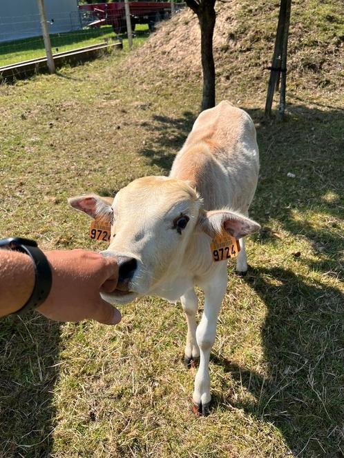 zeboe stier, Dieren en Toebehoren, Runderen, Mannelijk, 0 tot 2 jaar