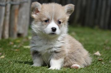 Prachtige Welsh Corgi Pembroke pups  beschikbaar voor biedingen