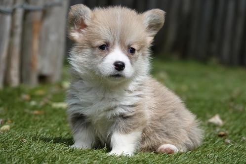 Prachtige Welsh Corgi Pembroke pups, Dieren en Toebehoren, Honden | Herdershonden en Veedrijvers, Meerdere dieren, Overige rassen