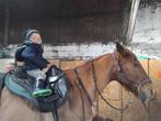 Zoekt doodbrave kinderpony, Dieren en Toebehoren, B, A pony (tot 1.17m), Recreatiepony, Gechipt