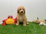 Middenslag Poedel pups, Poedel, België, 8 tot 15 weken, CDV (hondenziekte)