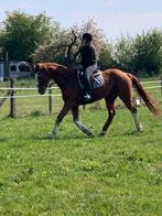 KWPN Merrie recreatief, Merrie