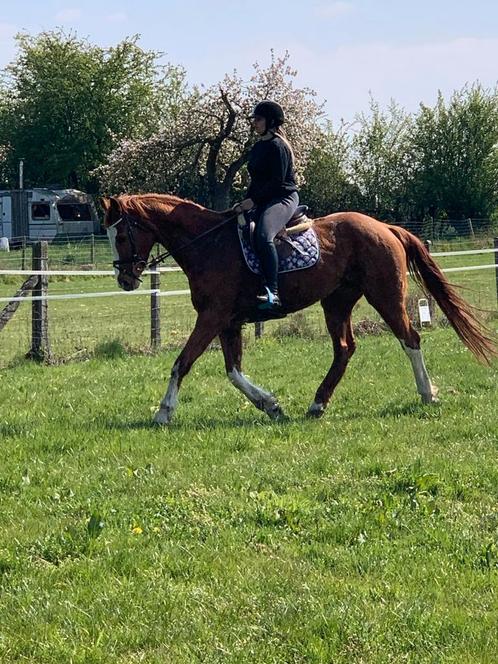 KWPN Merrie recreatief, Dieren en Toebehoren, Paarden, Merrie