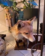 Vos taxidermie, Enlèvement, Neuf, Animal sauvage, Animal empaillé