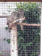Strix uralensis, Animaux & Accessoires, Oiseaux | Oiseaux Autre, Mâle, Oiseau de proie, Bagué