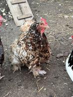 cochin hen, Vrouwelijk, Tam