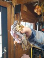 Koppel zanglijster, Meerdere dieren, Wildzangvogel, Geringd