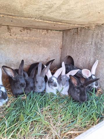 Jeunes lapins, Animaux & Accessoires, Lapins