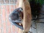 Blauwe otter ram, Dieren en Toebehoren, Mannelijk, Dwerg, Hangoor, 0 tot 2 jaar