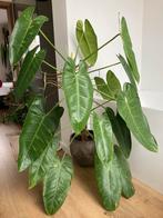 Philodendron jose buono xxl, Ophalen