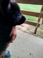 Alpaca merrie, Dieren en Toebehoren, Merrie