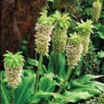 eucomis bicolor, Tuin en Terras, Planten | Tuinplanten, Halfschaduw, Zomer, Ophalen