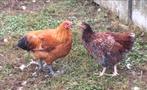 Wyandotte kippen, Dieren en Toebehoren, Pluimvee, Meerdere dieren, Kip