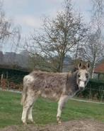 Merrie ezel veulentje, Dieren en Toebehoren, Overige Dieren, Vrouwelijk