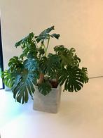 Gatenplant Monstera, Groene kamerplant, Ophalen, 150 tot 200 cm