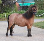 Te koop super leuke en brave betuigd shetlander merrie, Dieren en Toebehoren