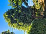 Grand sapin a donner, Ophalen