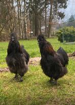 Zijdehoen haan gratis, Dieren en Toebehoren, Pluimvee