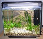 40 liter aquarium met gratis stekplanten, Dieren en Toebehoren, Ophalen, Gebruikt, Leeg aquarium