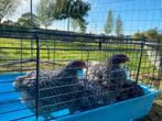 Mechelse koekoeks, Dieren en Toebehoren, Pluimvee