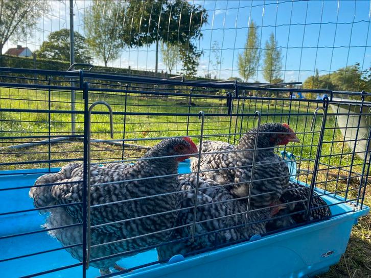 Mechelse koekoeks, Dieren en Toebehoren, Pluimvee