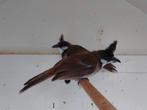 Buulbuuls 2025, Dieren en Toebehoren, Meerdere dieren, Tropenvogel, Geringd