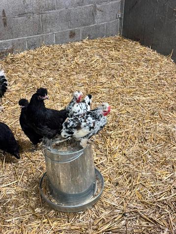 Haan bulgaarse kriel te koop beschikbaar voor biedingen