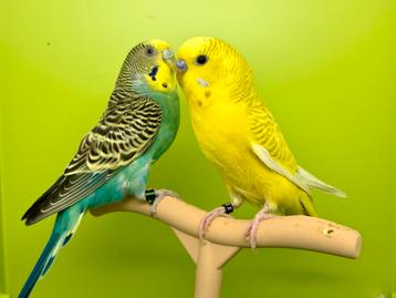 Grote keuze aan golvende parkieten beschikbaar voor biedingen