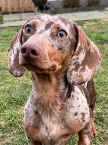 Dwerg teckel dekreu  NIET TE KOOP, Animaux & Accessoires, 1 à 2 ans, Chien (mâle), Parvovirose, Belgique