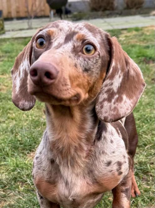 Dwerg teckel dekreu, Dieren en Toebehoren, Honden | Dekreuen, Reu, Fokker | Professioneel, Meerdere, België, 1 tot 2 jaar, CDV (hondenziekte)