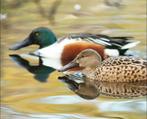 Europese slob eenden gezocht, Dieren en Toebehoren, Meerdere dieren, Eend