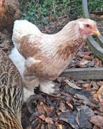 Meerdere raszuivere correcte Brahma hennen 2025, Dieren en Toebehoren, Vrouwelijk, Kip