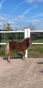 Gezocht/ aangeboden merrie veulen, Dieren en Toebehoren, Niet van toepassing, 0 tot 2 jaar, A pony (tot 1.17m), Merrie