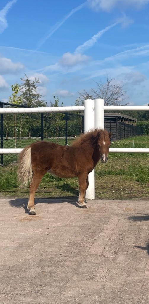 Gezocht/ aangeboden merrie veulen, Dieren en Toebehoren, Pony's, Merrie, Niet van toepassing, A pony (tot 1.17m), 0 tot 2 jaar
