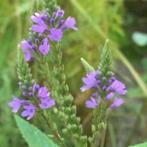 Verbena hastata,  zaailingen, 0,75 cent ,bloei volgend jaar, Volle zon, Vaste plant, Zomer, Ophalen