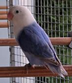 Violet Opaline Fischeri Pop 2025 met dna, Femelle, Perroquet nain ou Inséparable, Bagué